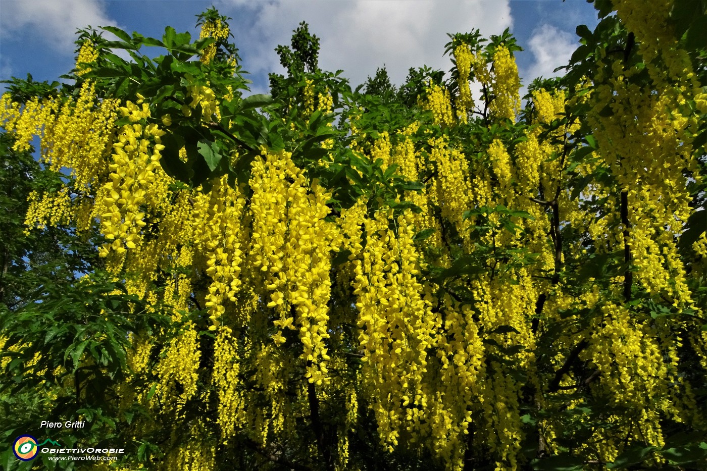 14 Maggiociondoli con cascate di grappoli di fiori gialli .JPG